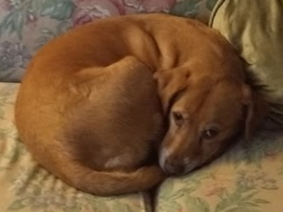 A brown dog curled up in the middle of a big floral-print couch, looking up at the viewer.