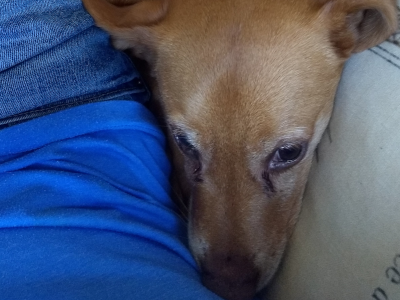 A brown dog has her face pushed into a small space on a couch, in between the viewer and the arm of the couch. She is clearly trying to shove her way onto the couch.