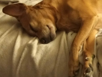 A brown dog sprawled on a couch, with one ear flipped out.
