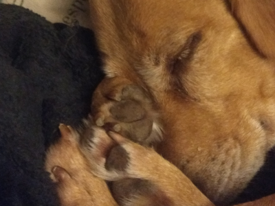 A sleeping brown dog has three paws nestled up against her nose.