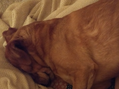 A brown dog is sleeping on a blanket. Her face is pushed firmly into folds of the blanket, causing a smashed-face appearance.