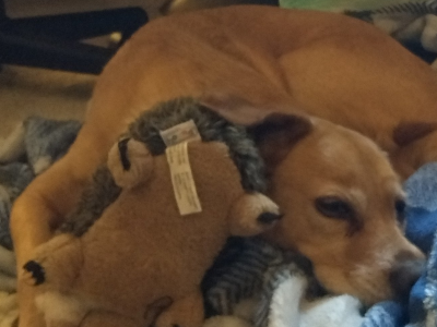 A brown dog laying down on a blue checkered blanket, with a stuffed toy hedgehog in her paws.